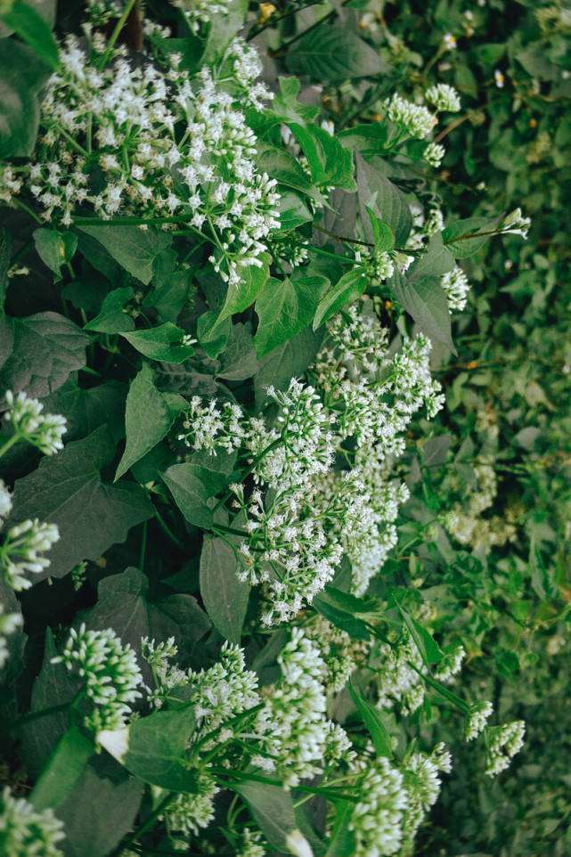 基于高光譜成像的不同花期薇甘菊特征分析及監(jiān)測(cè)模型研究