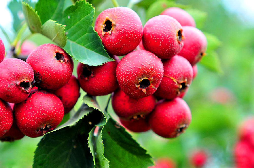 1682390815581249.png 圖片1.png