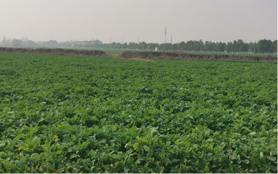 高光譜成像鑒別油菜和雜草的分類方法