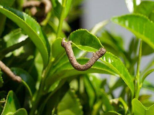 高光譜相機對茶葉病蟲害的應用