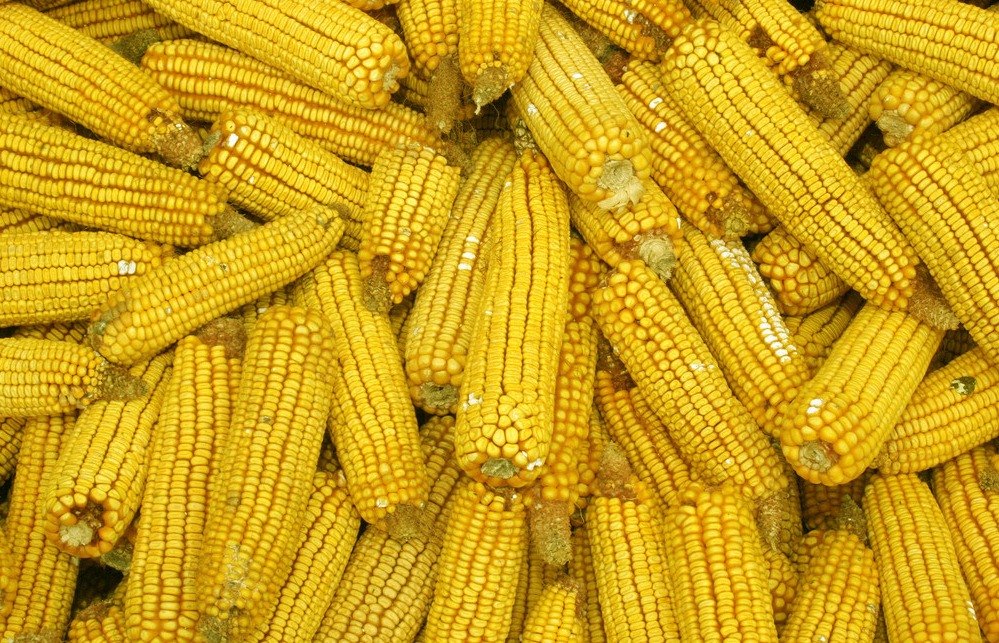 高光譜成像技術對玉米霉變的應用檢測