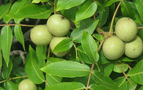 無人機高光譜相機對核桃冠層氮素含量的估算應(yīng)用