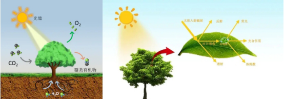 關(guān)于日光誘導(dǎo)葉綠素?zé)晒馐€(gè)問答