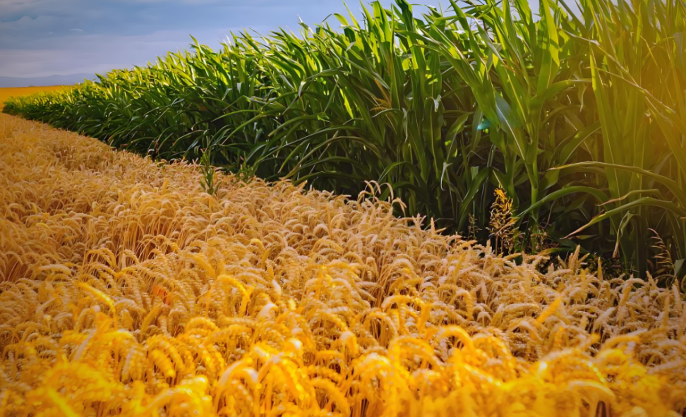作物產(chǎn)量預(yù)測高光譜相機(jī)哪家好？